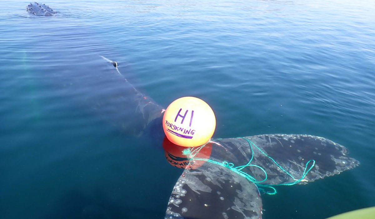A whale entangled in ropes